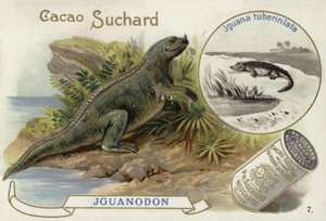 Iguanodon och Iguana Tuberculata av European School