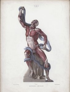 Illustration för The Anatomy of the External Forms of Man: Laocoon (färg litho) av European School