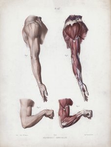 Illustration för The Anatomy of the External Forms of Man: Manliga armar och händer (färg litho) av European School