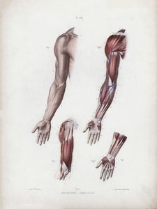 Illustration för The Anatomy of the External Forms of Man: Manliga armar och händer (färg litho) av European School