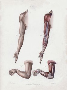 Illustration för The Anatomy of the External Forms of Man: Manliga armar och händer (färg litho) av European School