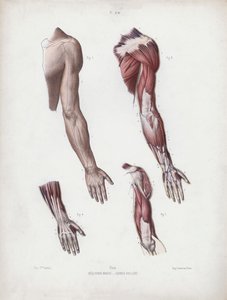 Illustration för The Anatomy of the External Forms of Man: Manliga armar och händer av European School