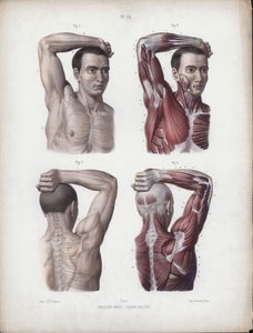 Illustration för The Anatomy of the External Forms of Man: Man, arm, huvud och bål av European School