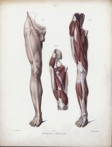 Illustration för The Anatomy of the External Forms of Man: Manligt ben, framifrån (färg litho) av European School