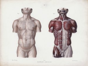 Illustration för The Anatomy of the External Forms of Man: Manlig torso, framifrån (färg litho) av European School