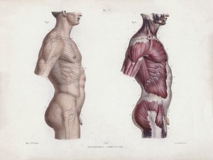 Illustration till Anatomin av människans yttre former: Manlig torso, sidovy (färglitografi) av European School