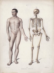 Illustration för The Anatomy of the External Forms of Man: Man stående (färg litho) av European School