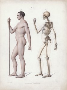 Illustration för The Anatomy of the External Forms of Man: Man stående, sidovy (färg litho) av European School