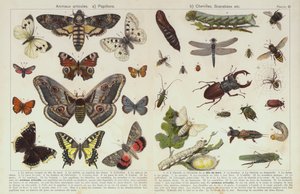 Insekter och andra ryggradslösa djur (chromolitho) av European School