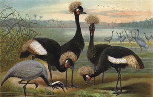 Maidens och Peacock Crane av European School