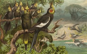 Keilschwanz-Kakadu, Corella av European School