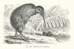 Kiwi-kiwi eller Apteryx (gravyr) av European School