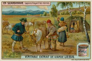 Laplanders mjölkande renar av European School