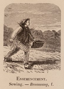 Illustrativt ordförråd: Sådd; Sådd; Besamung (gravyr) av European School