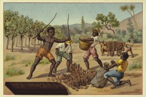 Laddar kakaoskidor i säckar, Afrika av European School