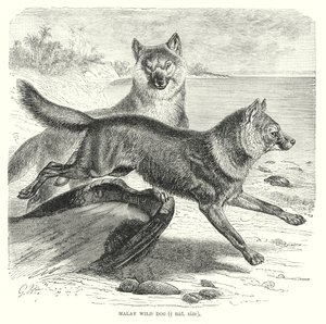 Malaysisk vildhund (gravyr) av European School