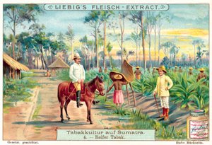 Mogna tobaksväxter (chromolitho) av European School