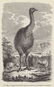 Moa, eller Gigantic Dinornis (D giganteus) återställd; och Apteryx, A Mantelli (gravyr) av European School