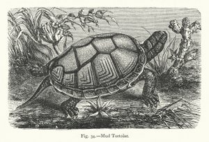Mud Tortoise (gravyr) av European School