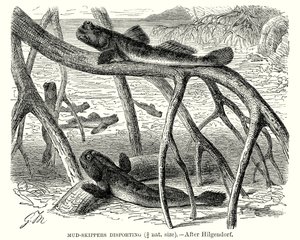 Skipprar i gyttja som skiljs åt (gravyr) av European School