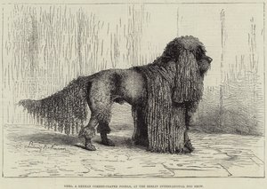 Nero, en tysk pudel med sladd, på Berlin International Dog Show (gravyr) av European School