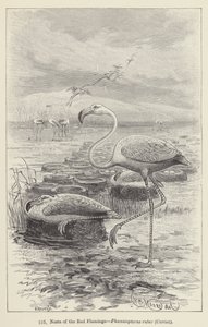 Röda flamingoboet, Phoenicopterus ruber, Cuvier (gravyr) av European School
