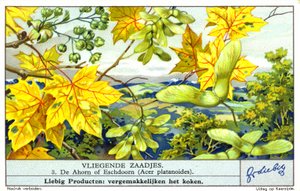 Norsk lönn (Acer platanoides) (chromolitho) av European School