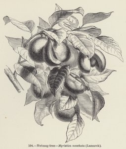 Muskotträd, Myristica moschata, Lamarck (gravyr) av European School