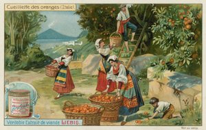 Apelsinskörd i Italien av European School