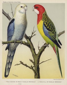 Blekhuvad eller mjölig Rosella Parrakeet, Rose-Hill eller Rosella Parrakeet, Hen (färglitografi) av European School