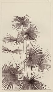 Palm (litografi) av European School