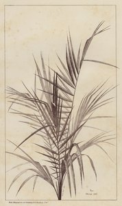 Palm, Chamaerops Exelsa (litho) av European School