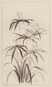 Palm Cyperus Luscus (litho) av European School