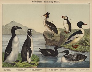 Palmipedes, simmande fåglar (färglitografi) av European School
