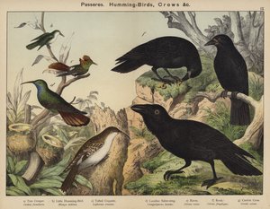 Passerar, kolibrier, kråkor av European School