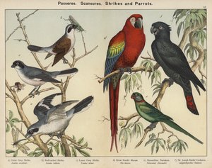 Passeres, Scansores, Shrikes och Papegojor (färglitografi) av European School