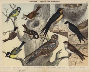 Passerar, mesar och svalor (färg litho) av European School