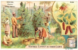 Peppar (chromolitho) av European School