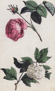 Rosa ros och vit hortensia (färglitografi) av European School