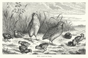 Quails and Young (gravyr) av European School