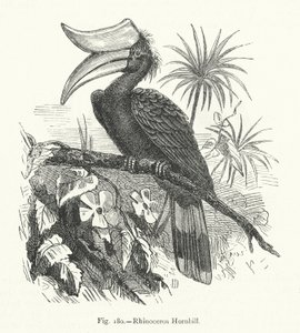 Noshörning Hornbill (gravyr) av European School