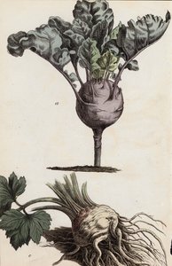 Rotfrukter (färglitografi) av European School