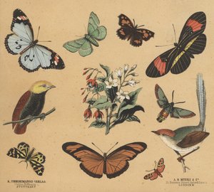 Scraps för ungdomar (färg litho) av European School