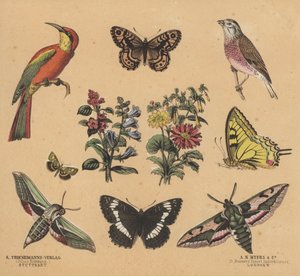 Scraps för ungdomar (färg litho) av European School