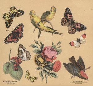 Scraps för ungdomar (färg litho) av European School