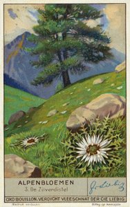 Silvertistel (chromolitho) av European School