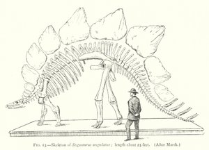 Skelett av Stegosaurus ungulatus (litho) av European School