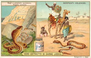Spottkobra och hornhuggorm (chromolitho) av European School