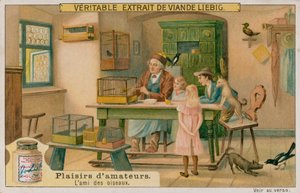 Amatörfågelälskaren av European School