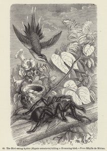 Den fågelätande spindeln (Mygale avicularia) som dödar en kolibri (gravyr) av European School